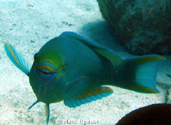 Parrotfish after visiting the dental hygienist. by Mark Reasor 